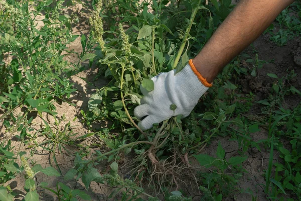 Weed Control
